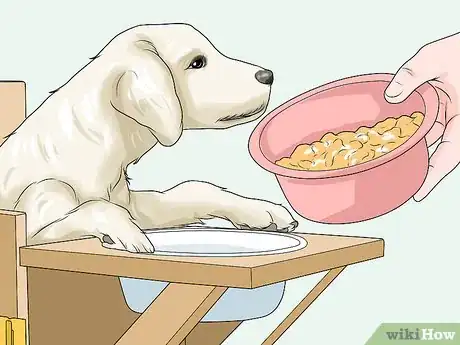Image intitulée Handle Aspiration Pneumonia in Young Puppies Step 7