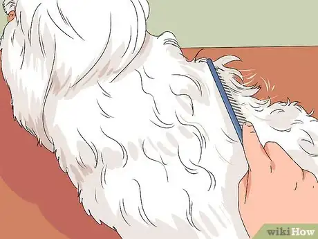 Image intitulée Groom Shih Tzus Step 10