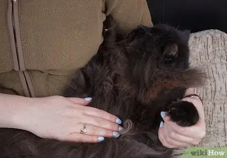 Image intitulée Give Your Cat a Massage Step 19