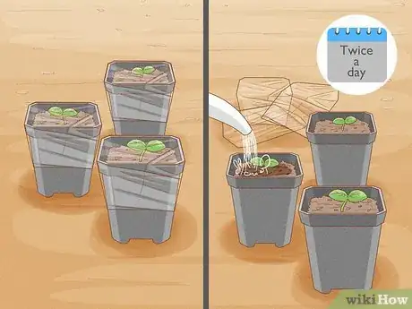 Image intitulée Grow Basil Step 5