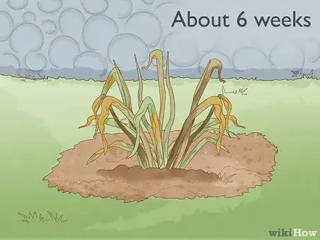 Image intitulée Cure Daffodil Bulbs for Replanting Step 1
