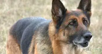 prendre la température de son chien sans utiliser de thermomètre
