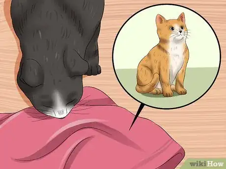 Image intitulée Separate Kittens from a Mother Cat for Adoption Step 4