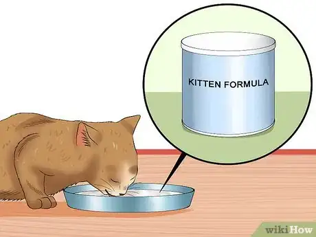 Image intitulée Separate Kittens from a Mother Cat for Adoption Step 7