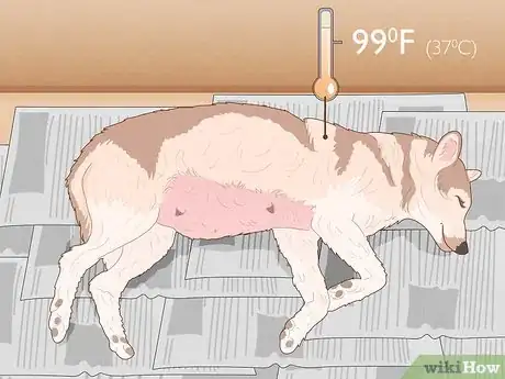 Image intitulée Breed Husky Dogs Step 15