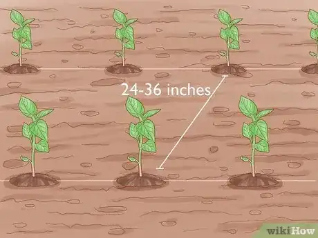 Image intitulée Grow Hot Peppers Step 13