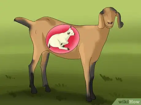 Image intitulée Raise and Breed Milk Goats Step 6