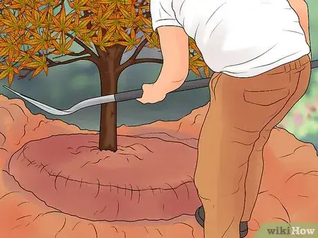 Image intitulée Prune Japanese Maple Trees Step 13