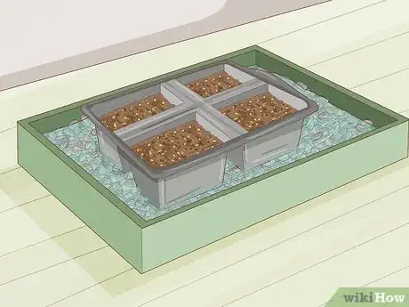Image intitulée Plant Desert Rose Seeds Step 11