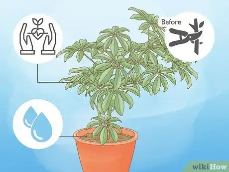 Image intitulée Prune a Schefflera Plant Step 3