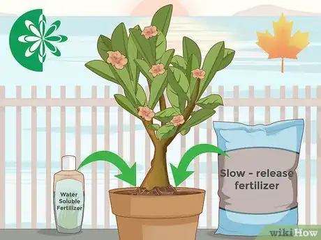 Image intitulée Plant Desert Rose Seeds Step 27