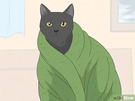 Image intitulée Get Mousetrap Glue Off a Cat Step 12