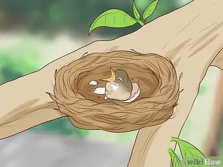 Image intitulée Care for Wild Baby Birds Step 1