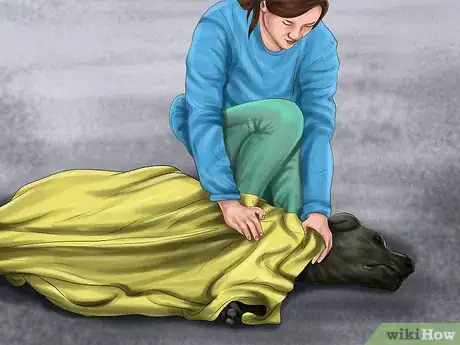 Image intitulée Save an Animal That's Been Hit by a Car Step 9