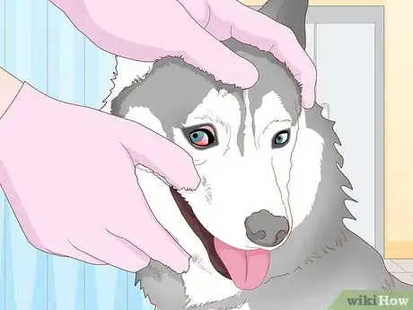 Image intitulée Breed Husky Dogs Step 5