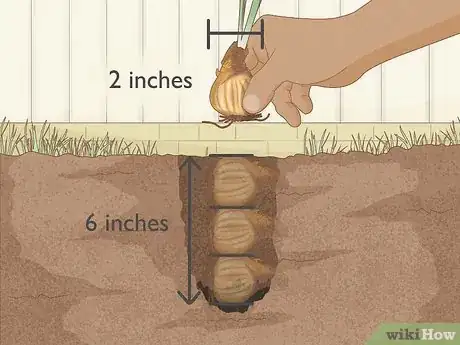 Image intitulée Keep Narcissus Bulbs After Flowering Step 12