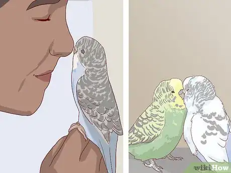 Image intitulée Breed Budgies Step 25