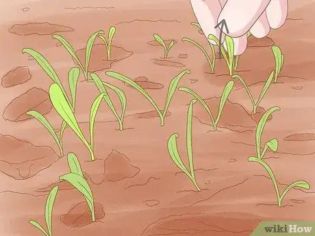 Image intitulée Grow Spinach Step 14