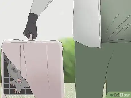 Image intitulée Trap a Possum Step 6Bullet2