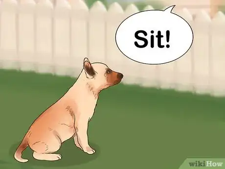 Image intitulée Train a Belgian Malinois Step 4