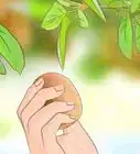 faire pousser des kiwis