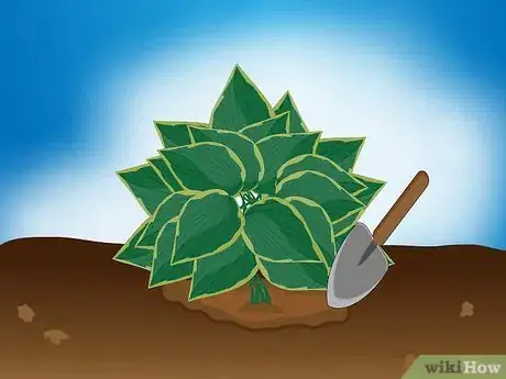 Image intitulée Divide a Hosta Step 3