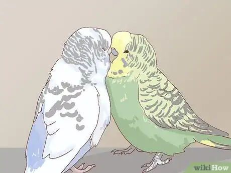 Image intitulée Breed Budgies Step 8