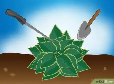 Image intitulée Divide a Hosta Step 2