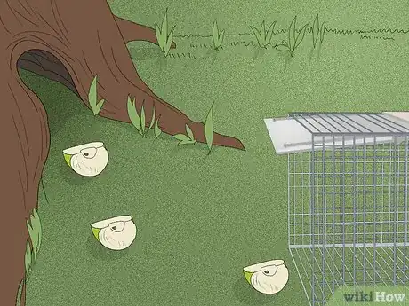Image intitulée Trap a Possum Step 3Bullet1