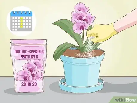 Image intitulée Grow Orchids Step 11