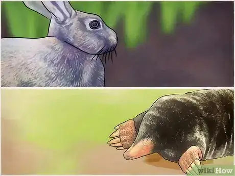 Image intitulée Keep Animals Out of Your Vegetable Garden Step 10