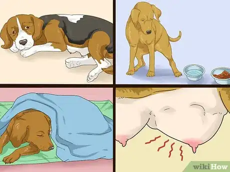 Image intitulée Treat Mother Dogs with Sore or Infected Nipples Step 5