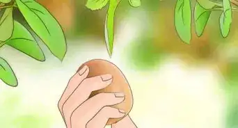 faire pousser des kiwis
