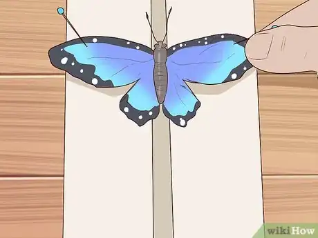 Image intitulée Preserve a Butterfly Step 4
