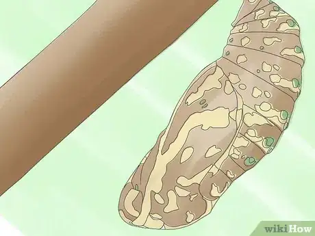 Image intitulée Care for a Caterpillar Step 16