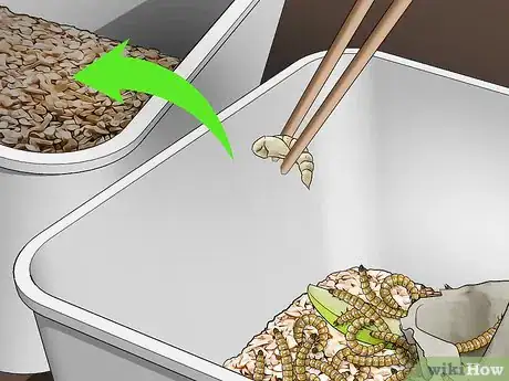 Image intitulée Raise Mealworms Step 10