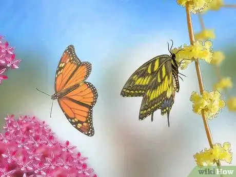 Image intitulée Take Care of a Caterpillar Until It Turns Into a Butterfly or Moth Step 3