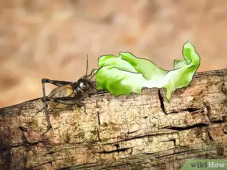 Image intitulée Feed Crickets to Reptiles Step 11