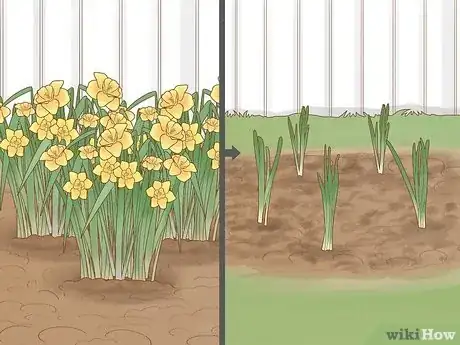 Image intitulée Keep Narcissus Bulbs After Flowering Step 14