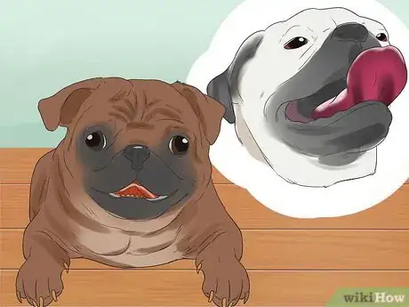 Image intitulée Breed Pugs Step 4