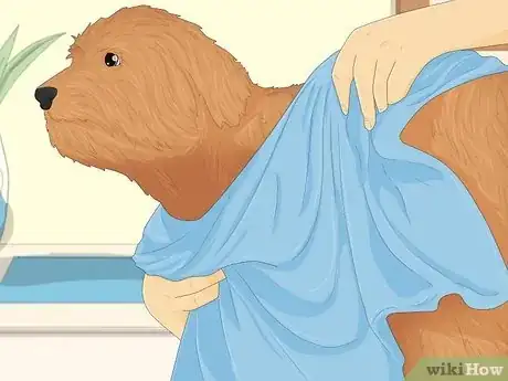 Image intitulée Treat Fever in Dogs Step 3