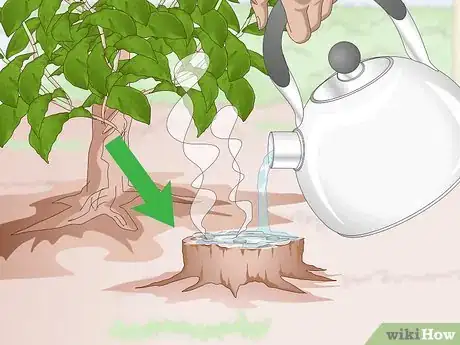Image intitulée Kill Trumpet Vine Step 5