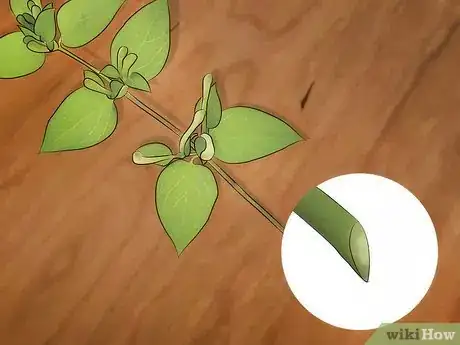 Image intitulée Grow Honeysuckle Step 10