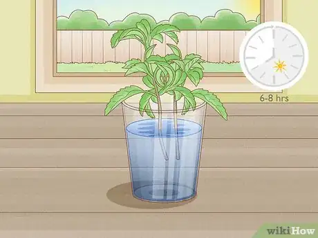 Image intitulée Grow Tulsi Step 7