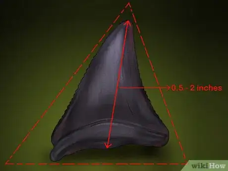 Image intitulée Identify Shark Teeth Step 3