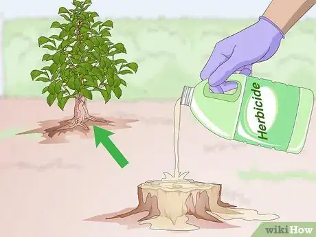 Image intitulée Kill Trumpet Vine Step 6