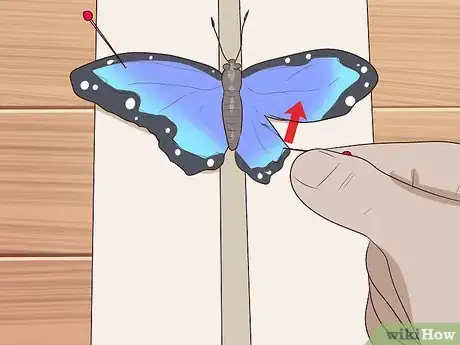 Image intitulée Preserve a Butterfly Step 5