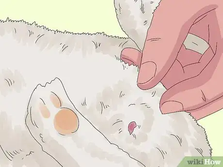 Image intitulée Determine the Sex of a Rabbit Step 5