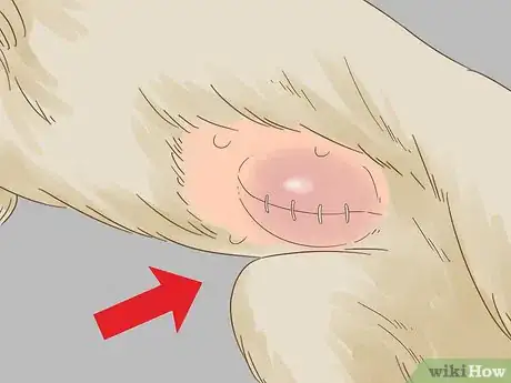 Image intitulée Care for a Dog After Spaying Step 14