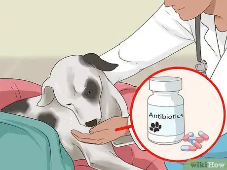 Image intitulée Treat Mother Dogs with Sore or Infected Nipples Step 7